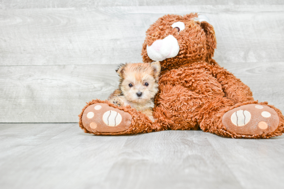 Sweet Morkie Baby