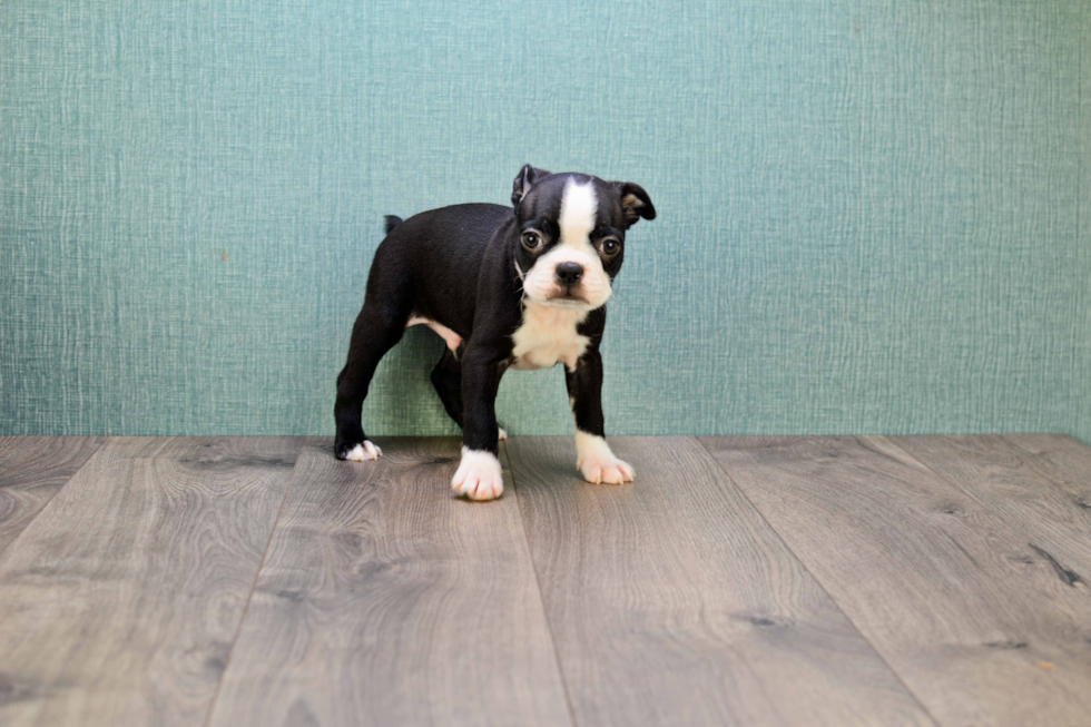 Boston Terrier Pup Being Cute