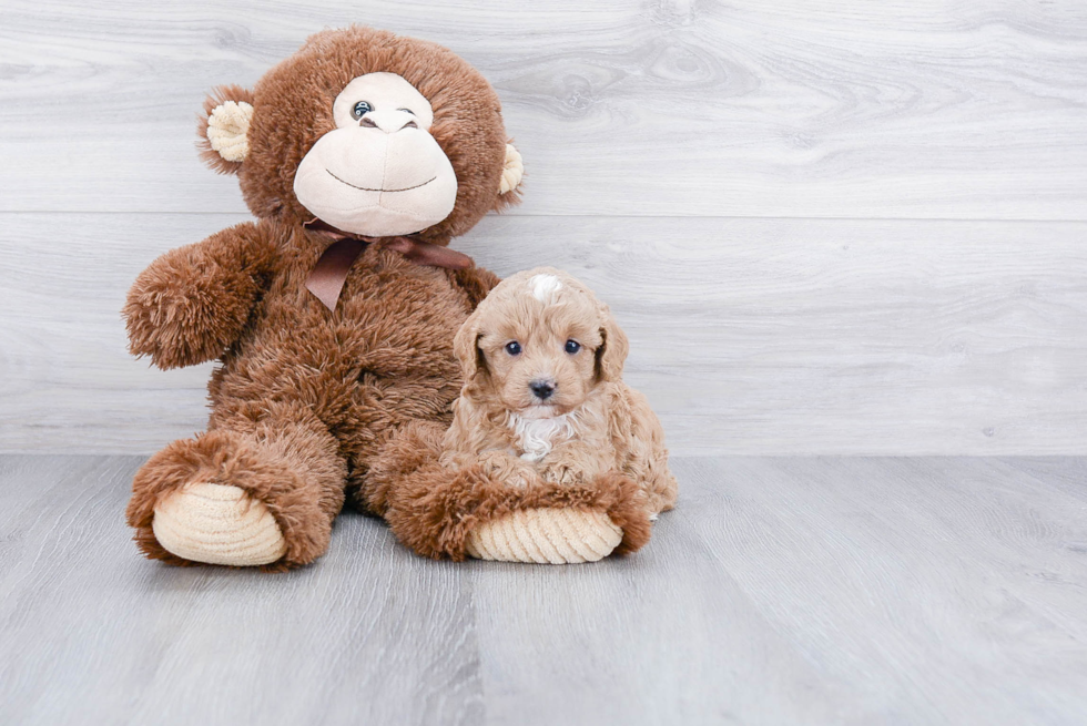 Cavapoo Pup Being Cute