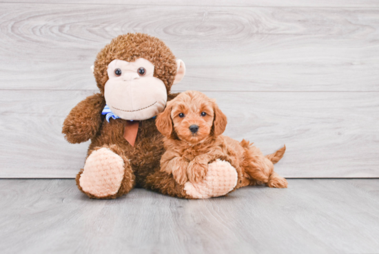 Mini Goldendoodle Pup Being Cute