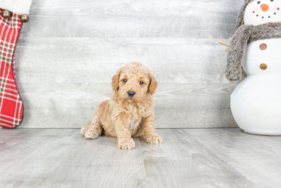 Mini Goldendoodle Pup Being Cute