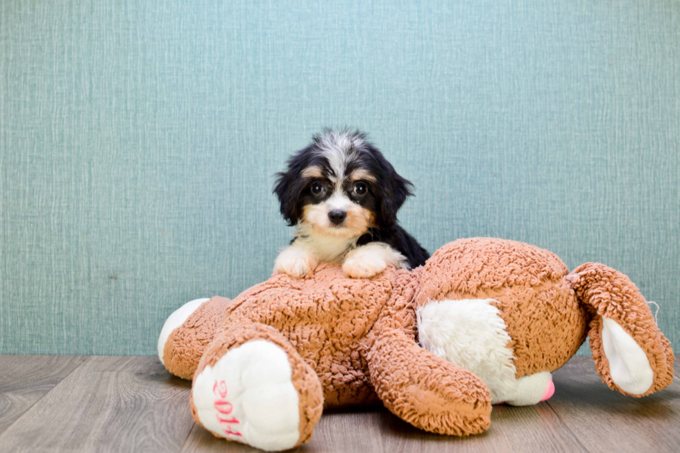 Funny Cavachon Designer Pup