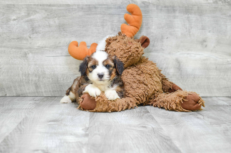 Popular Mini Bernedoodle Poodle Mix Pup