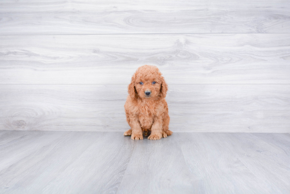 Friendly Mini Goldendoodle Baby