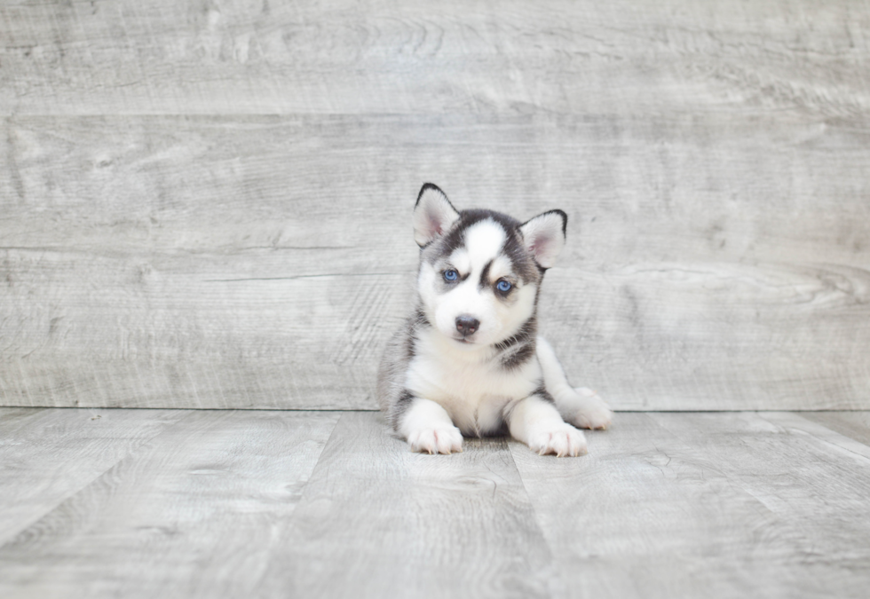 Best Pomsky Baby