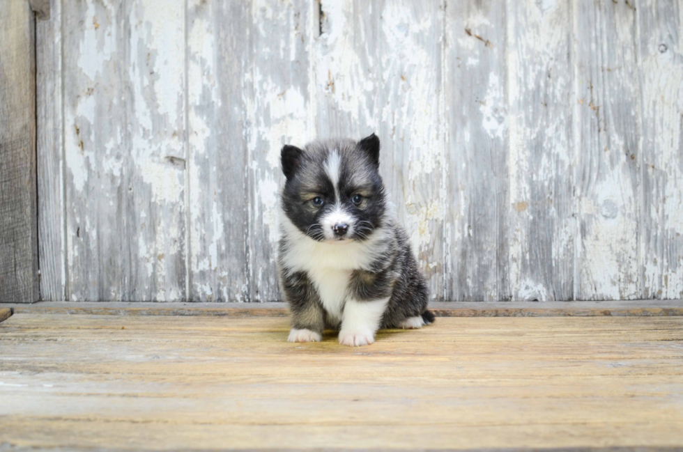 Sweet Pomsky Baby