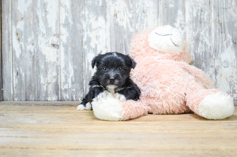 Happy Morkie Baby