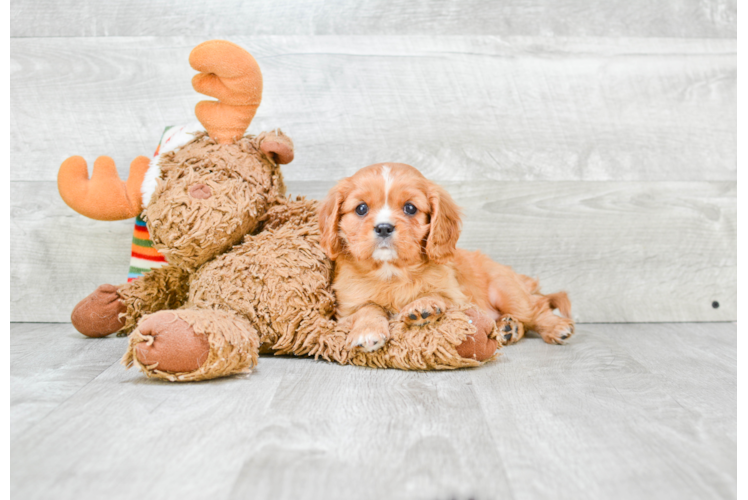 Cavalier King Charles Spaniel Puppy for Adoption