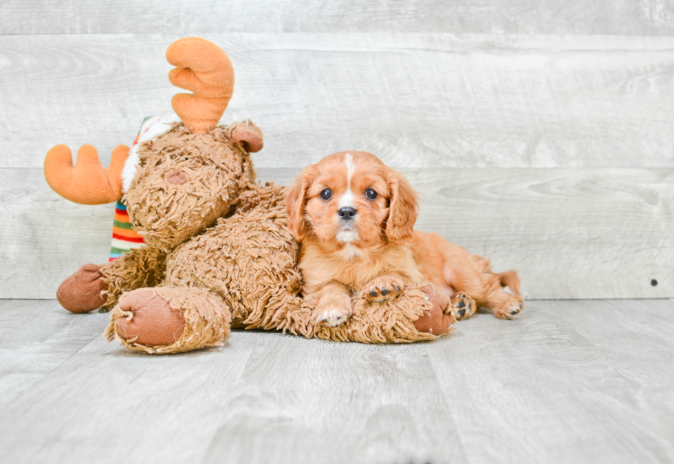 Cavalier King Charles Spaniel Puppy for Adoption