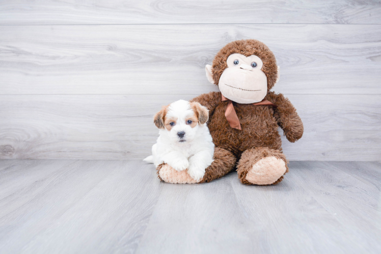 Cute Teddy Bear Baby