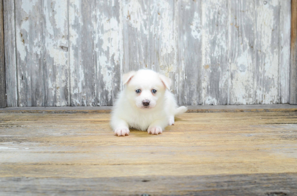 Energetic Mini Husky Designer Puppy