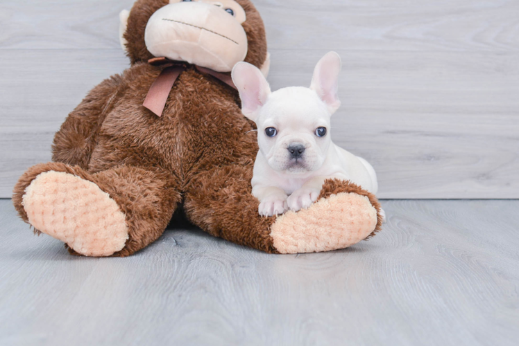 French Bulldog Pup Being Cute