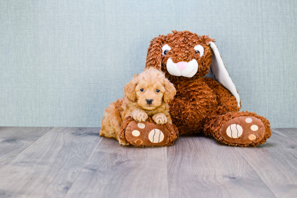 Playful Cockerpoo Poodle Mix Puppy