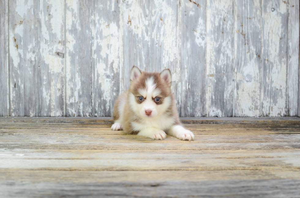 Fluffy Pomsky Designer Pup