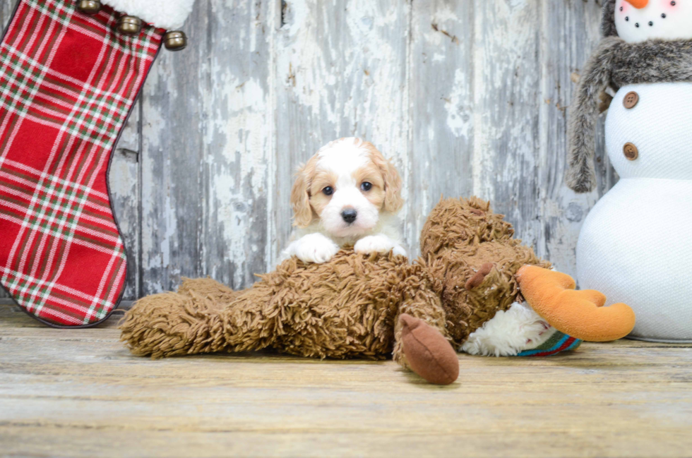 Little Cavoodle Poodle Mix Puppy