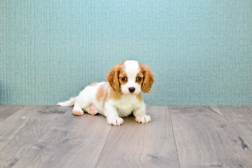 Small Cavalier King Charles Spaniel Baby