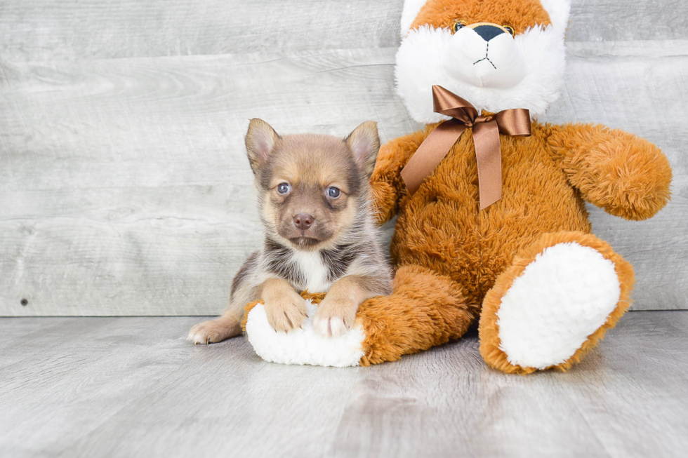 Pomsky Pup Being Cute