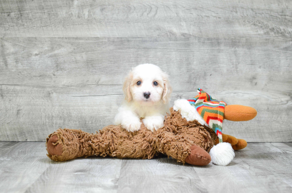 Little Cavoodle Poodle Mix Puppy