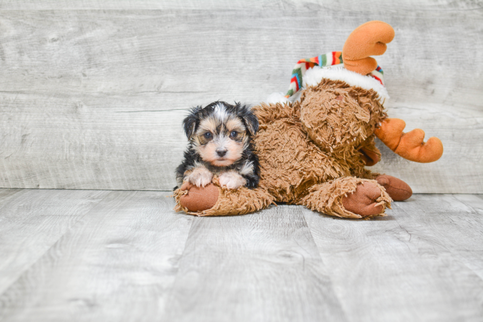 Morkie Puppy for Adoption