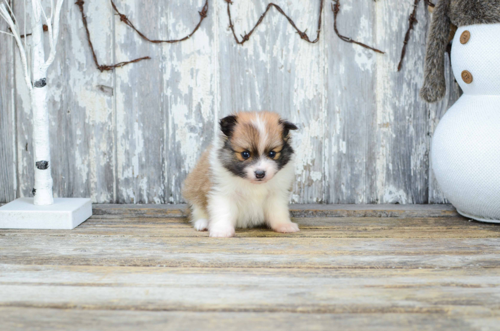 Popular Pomeranian Baby