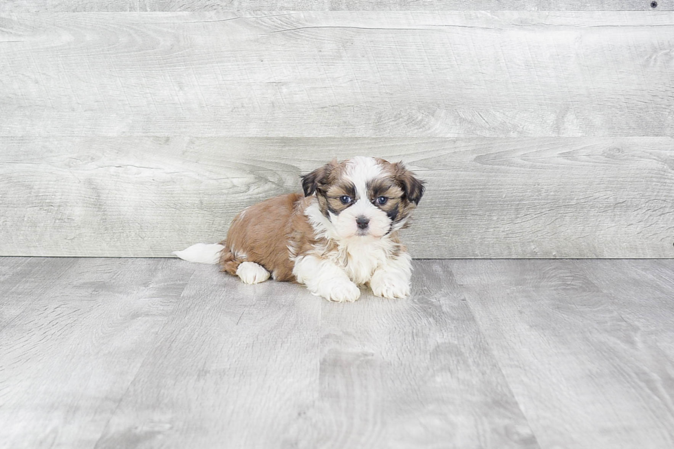 Teddy Bear Puppy for Adoption