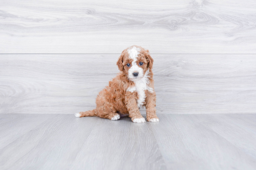 Hypoallergenic Cavoodle Poodle Mix Puppy