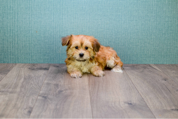 Best Morkie Baby