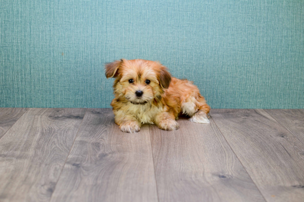 Best Morkie Baby