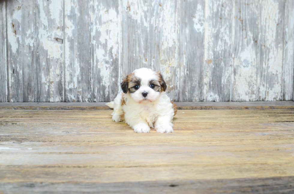 Popular Teddy Bear Designer Pup