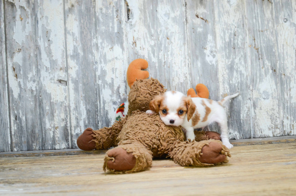 Cavalier King Charles Spaniel Puppy for Adoption