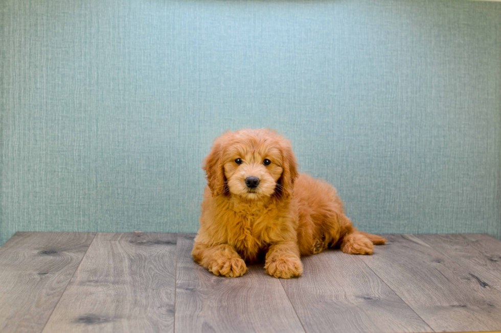 Adorable Golden Retriever Poodle Mix Puppy