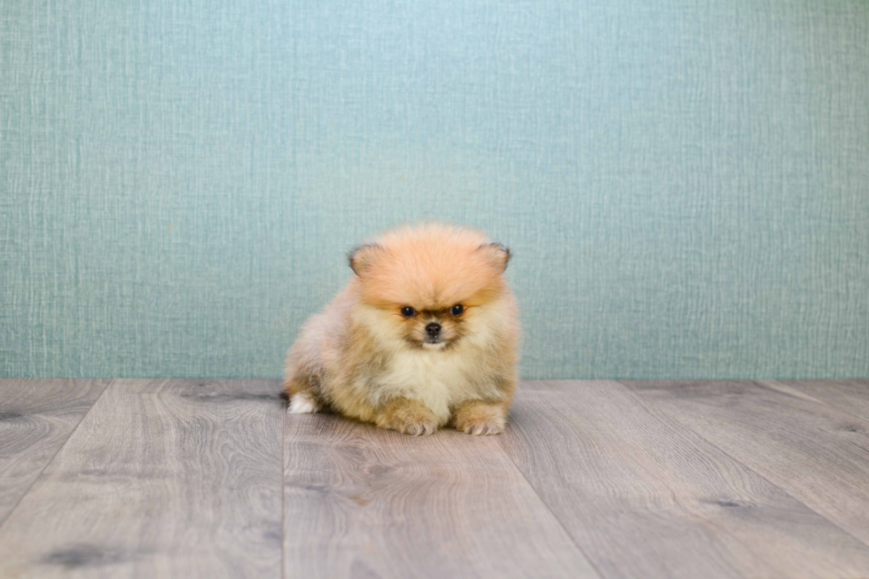 Playful Pomeranian Baby