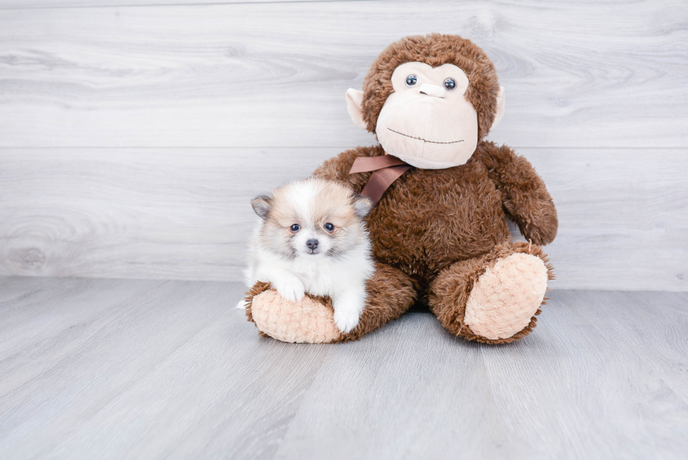 Friendly Pomeranian Purebred Pup