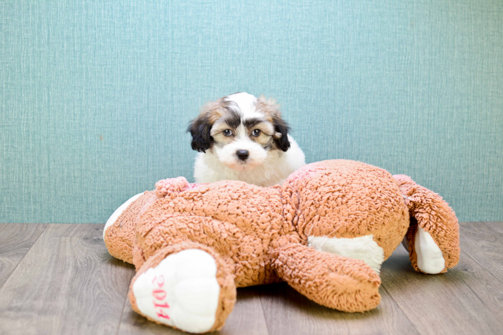 Fluffy Teddy Bear Designer Pup