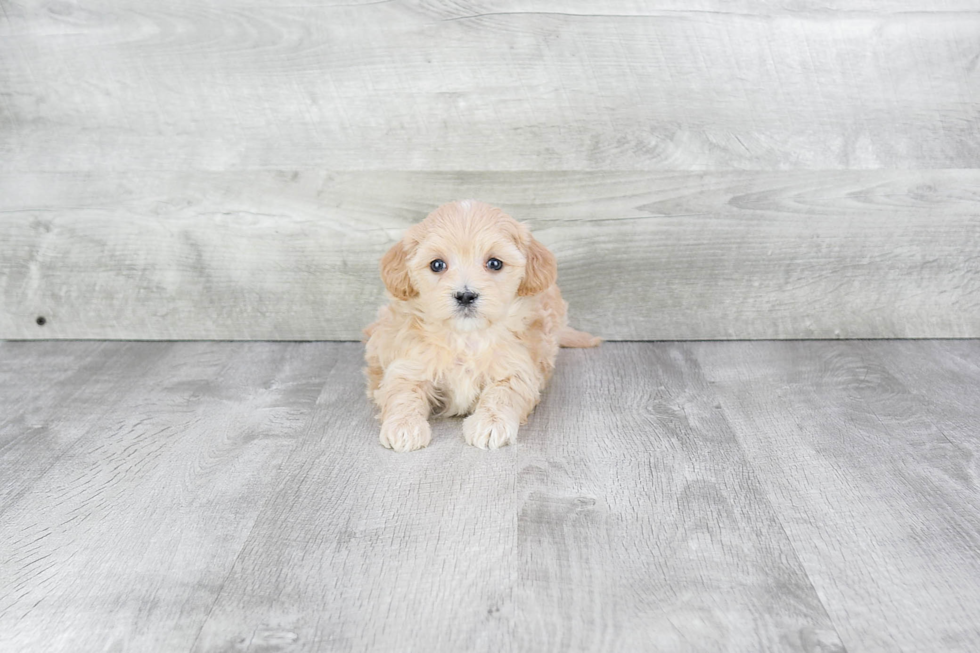 Maltipoo Pup Being Cute