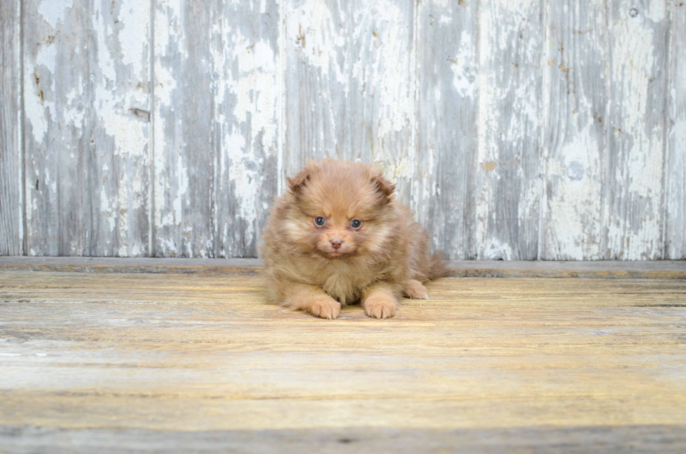 Fluffy Pomeranian Purebred Puppy