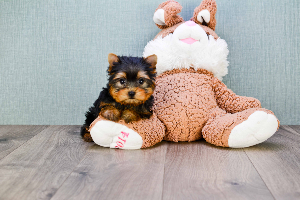 Meet Tinkerbell - our Yorkshire Terrier Puppy Photo 