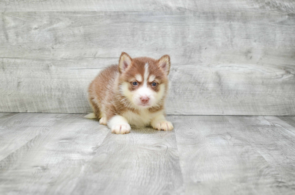 Popular Pomsky Designer Pup