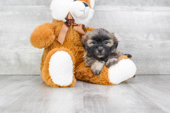 Teddy Bear Puppy for Adoption