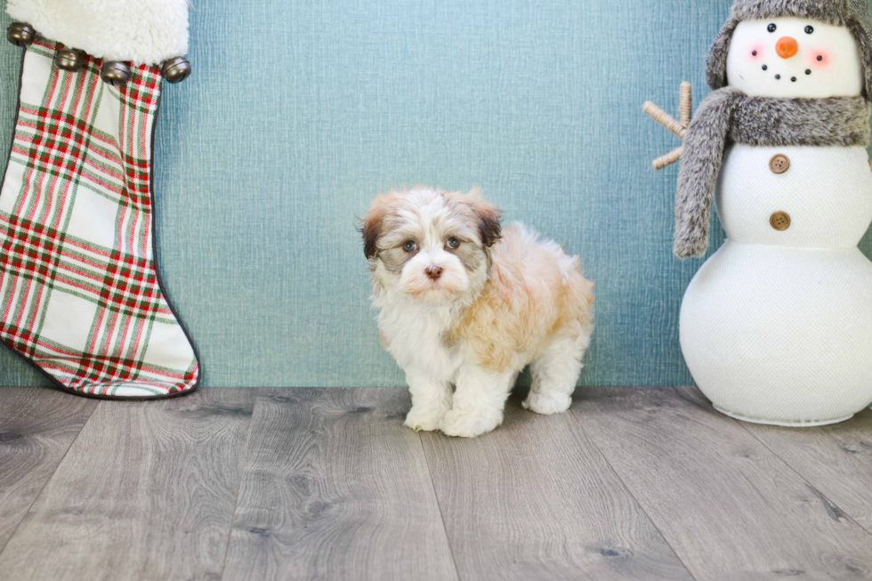 Playful Havanese Baby