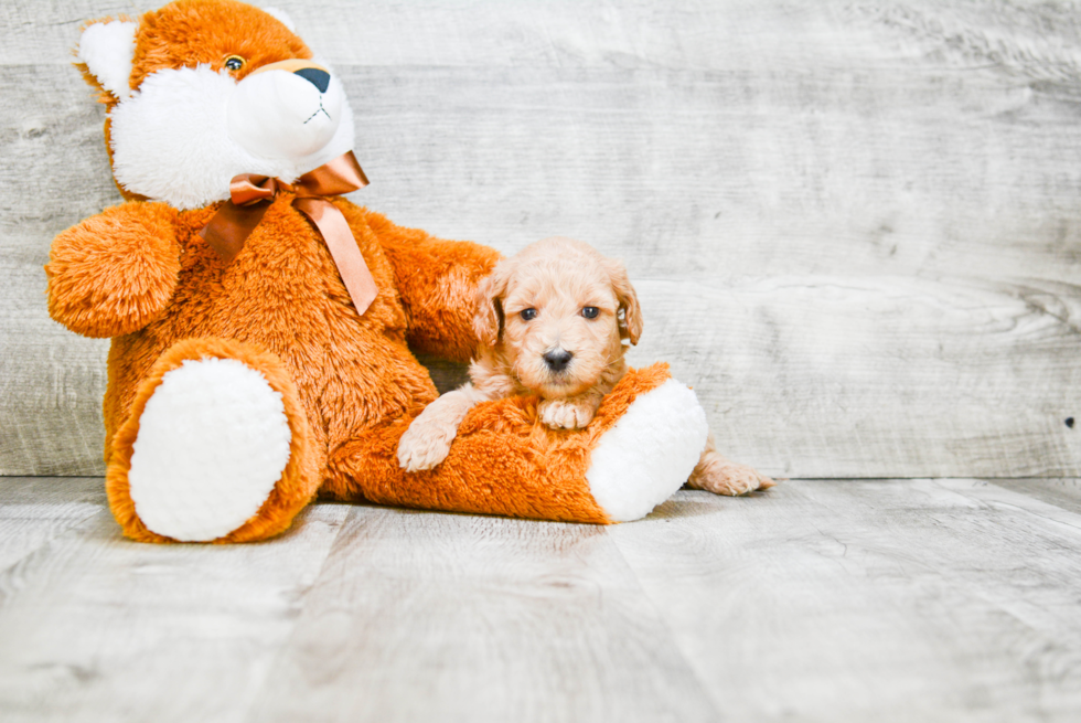 Mini Goldendoodle Pup Being Cute