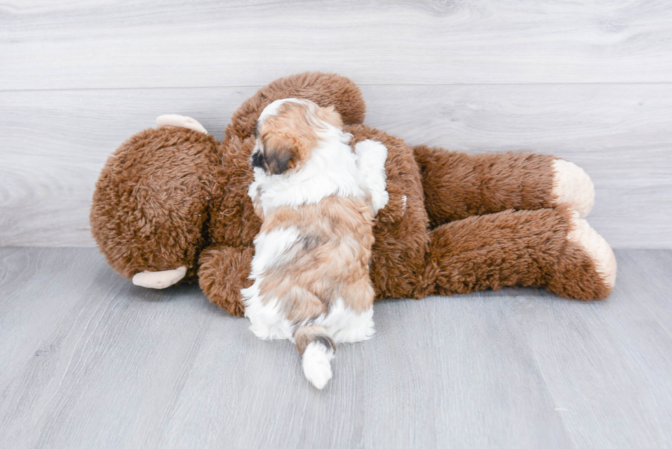 Teddy Bear Pup Being Cute
