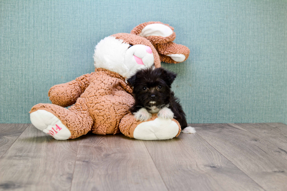 Energetic Yorkie Designer Puppy