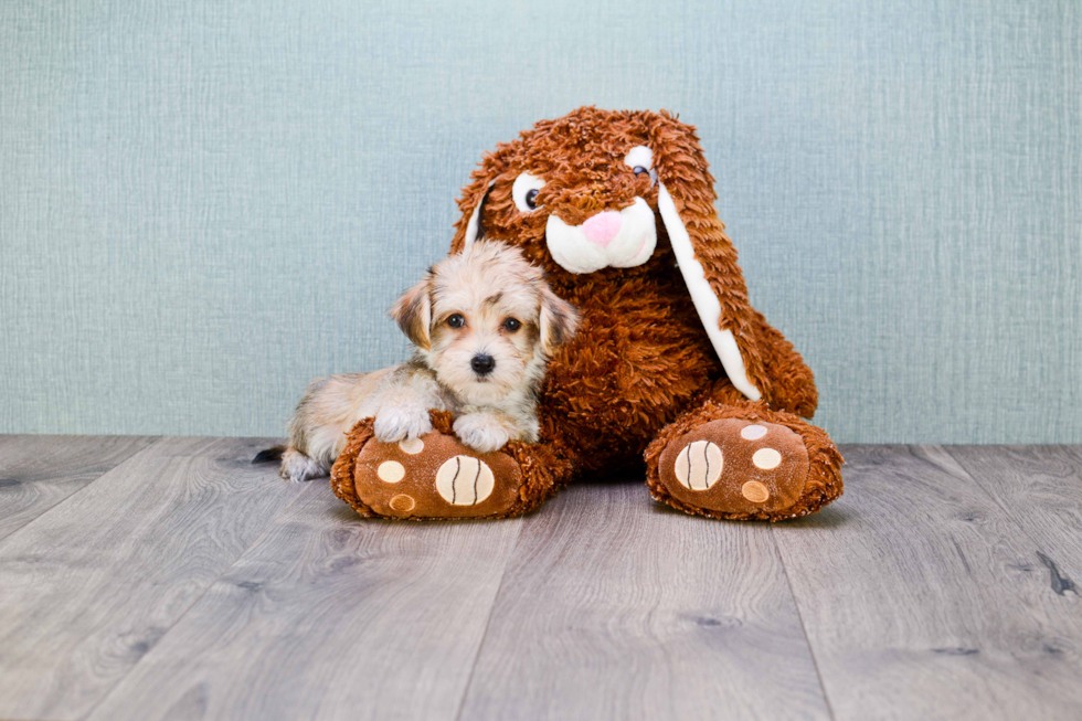 Playful Yorkie Designer Puppy