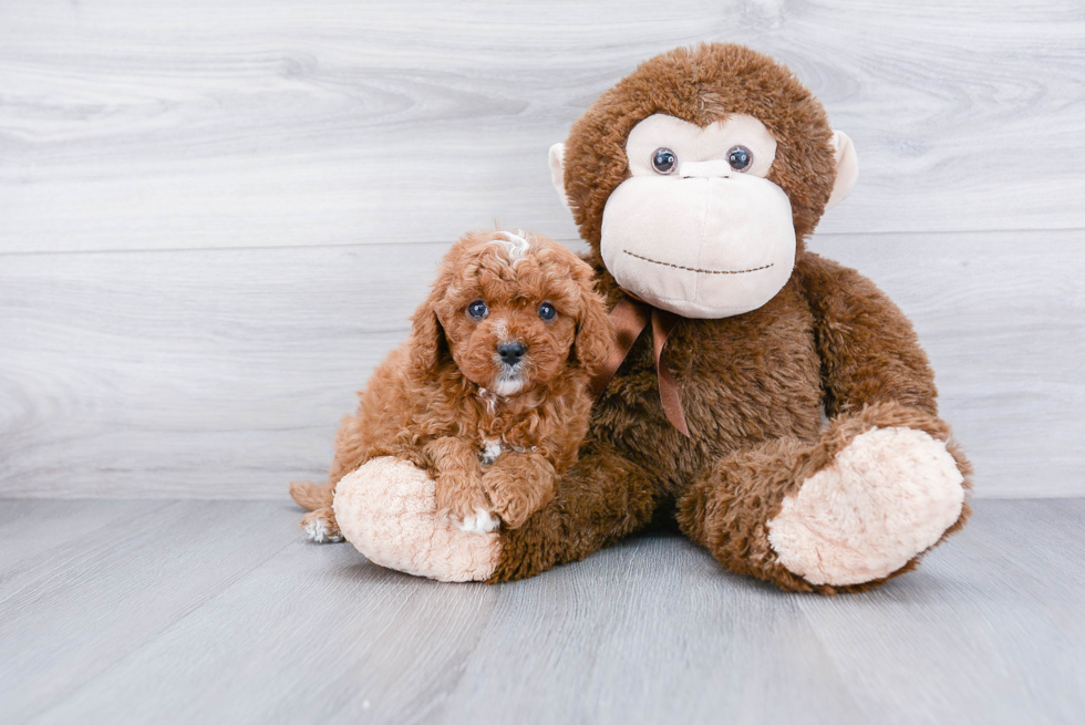 Little Cavoodle Poodle Mix Puppy