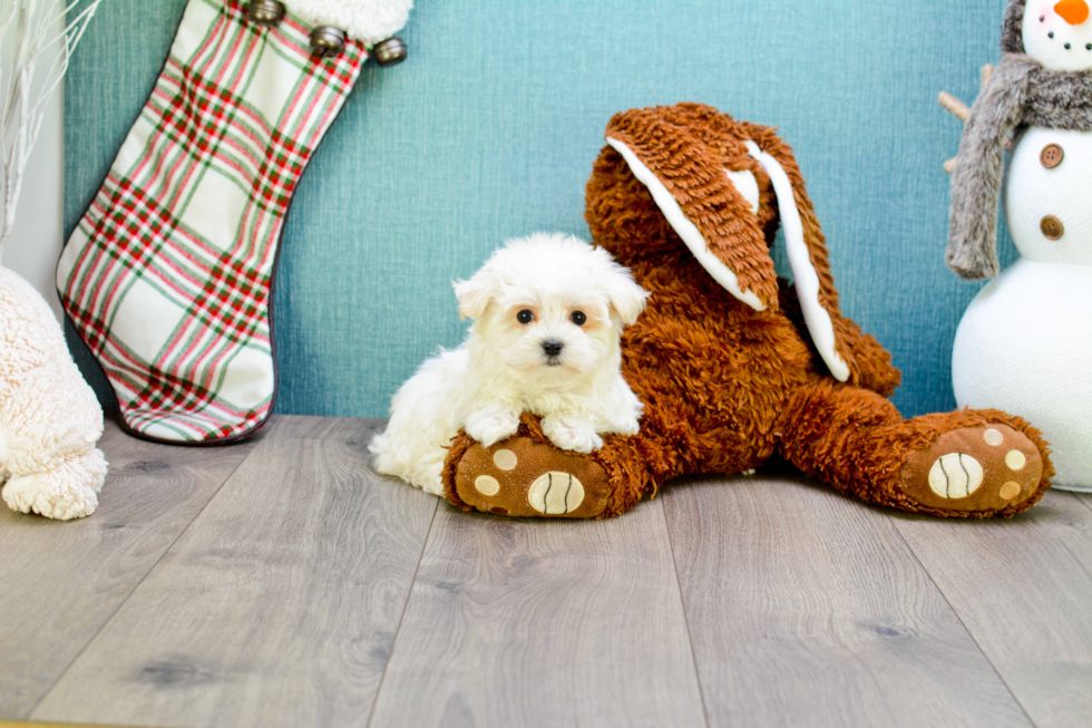 Meet Teacup-Martin - our Maltese Puppy Photo 