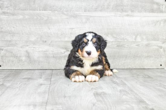 Mini Bernedoodle Pup Being Cute