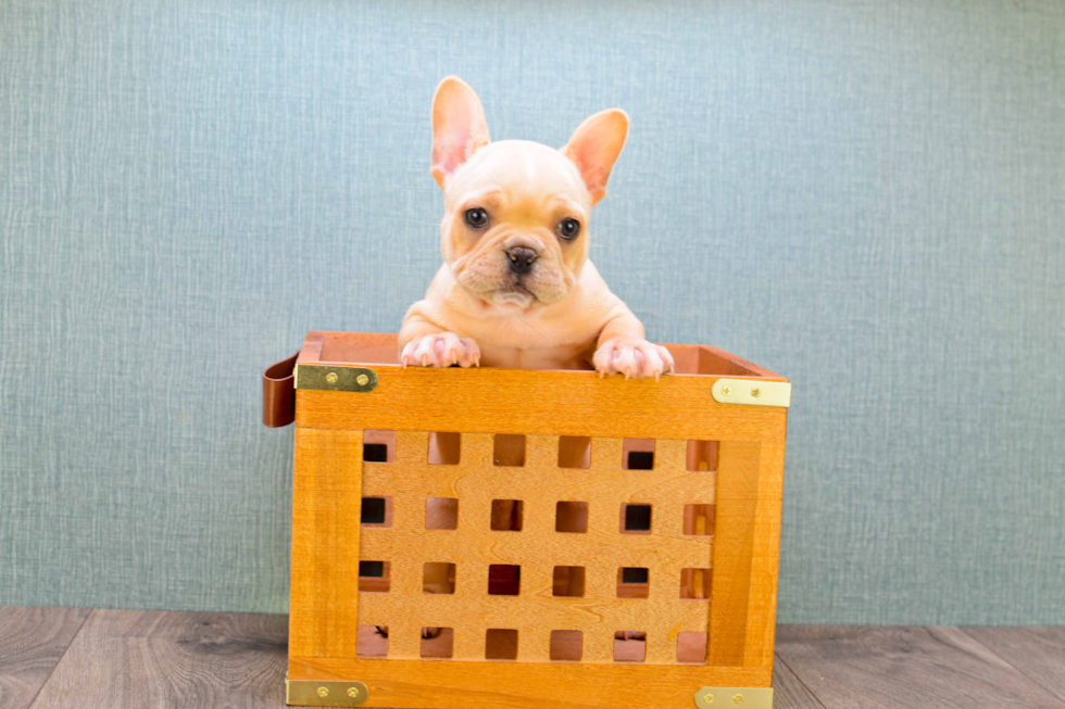 French Bulldog Puppy for Adoption