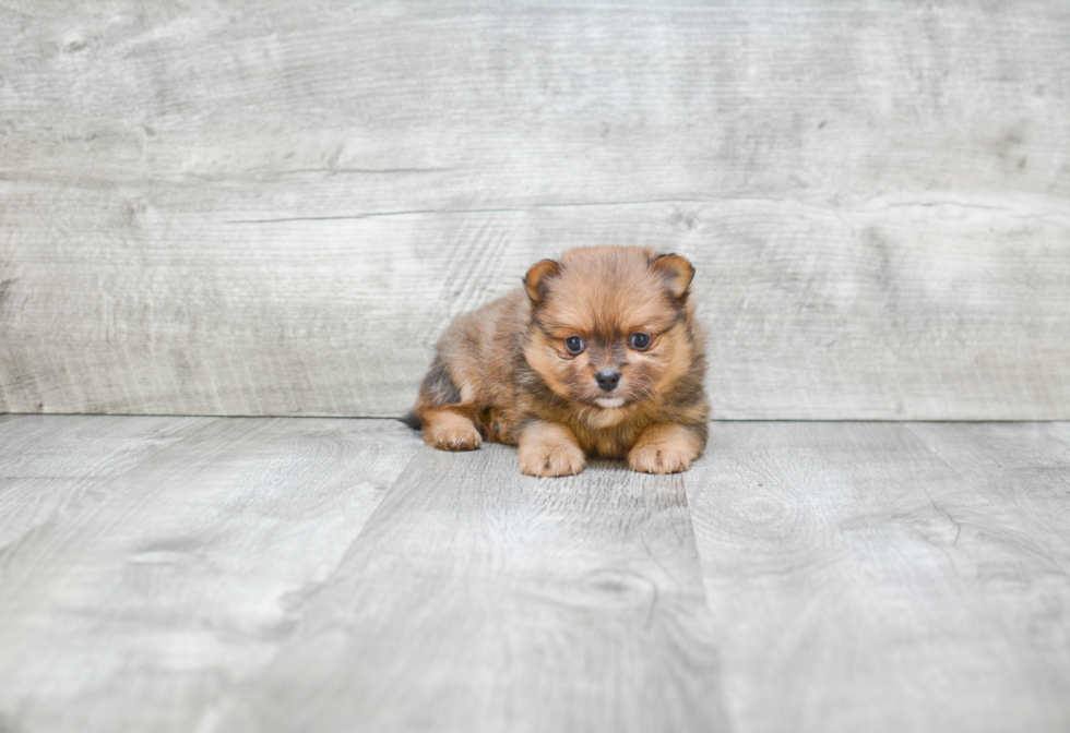 Small Pomeranian Purebred Pup