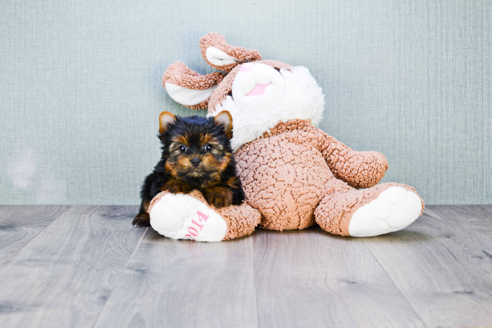 Meet Trigger - our Yorkshire Terrier Puppy Photo 